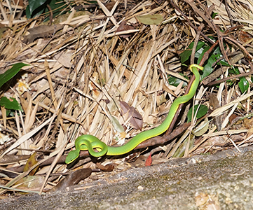 Snake, Lung Fu Shan, 2 November 2018