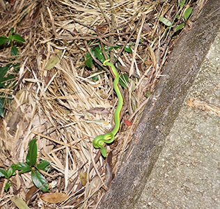 Snake, Lung Fu Shan Country Park, 2 November 2018