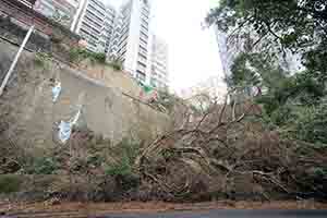 Downed tree in Wan Chai Park, Hong Kong Island, 25 November 2018