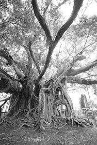 Tree House, Kam Tin, Yuen Long, 4 November 2018
