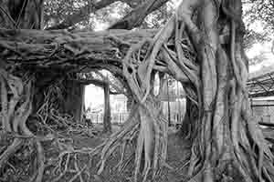 Tree House, Kam Tin, Yuen Long, 4 November 2018