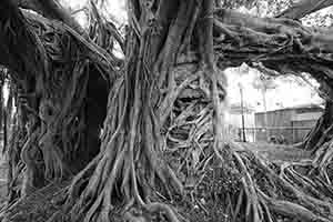 Tree House, Kam Tin, Yuen Long, 4 November 2018