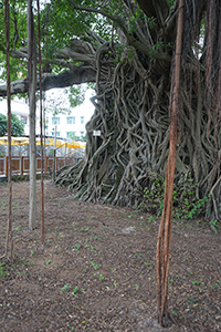 Tree House, Kam Tin, Yuen Long, 4 November 2018