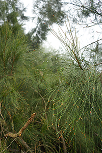 Leaves, Tai Lam Country Park, 16 December 2018