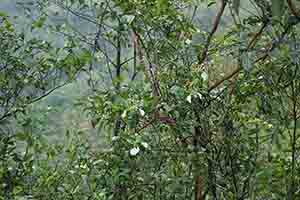 Trees, Tai Lam Country Park, 16 December 2018