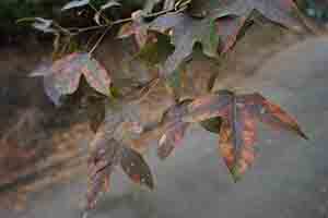 Autumn leaves, Tai Lam Country Park, 16 December 2018