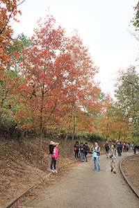 Sweet Gum trees in autumnal colours, Tai Lam Nature Trail, Tai Lam Country Park, 16 December 2018