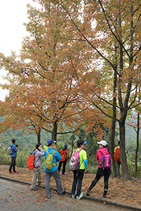 Sweet Gum trees on the Tai Lam Nature Trail, 16 December 2018