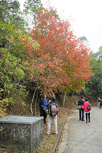 Sweet Gum tree in autumnal colours, Tai Lam Nature Trail, 16 December 2018