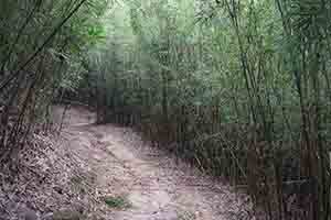 Walking path through bamboo, Tai Lam Country Park, 16 December 2018