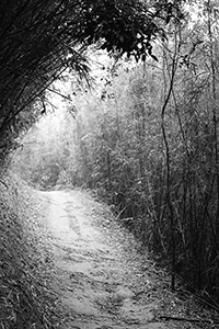 Walking path through bamboo, Tai Lam Country Park, 16 December 2018