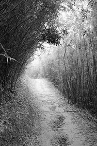 Walking path through bamboo, Tai Lam Country Park, 16 December 2018