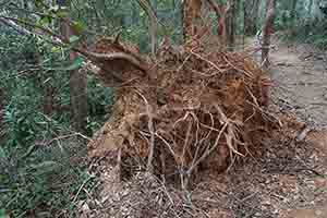 Uprooted tree, Tai Lam Country Park, 16 December 2018