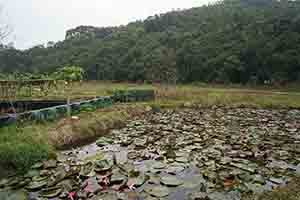 Lotus pond, Tai Lam Country Park, 16 December 2018