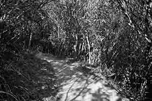 Hiking trail in Pokfulam Country Park, 2 December 2018