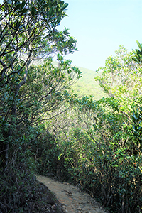 On the Hong Kong Trail in Pokfulam Country Park, 2 December 2018
