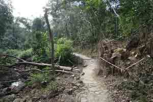 Felled trees, Pokfulam Country Park, 30 December 2018