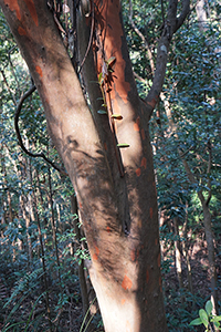 Tree trunk, Pokfulam Country Park, 2 December 2018