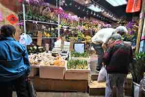 Flowers on sale for the lunar new year, Sheung Wan, 25 January 2019