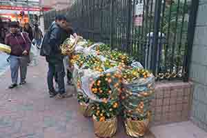 Kumquat bushes for the Lunar New Year, Queen Street, Sheung Wan, 28 January 2019