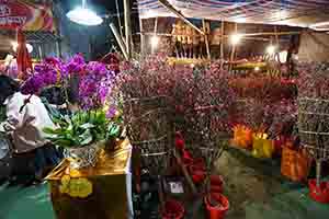 Lunar New Year flowers in Victoria Park, Causeway Bay, 30 January 2019