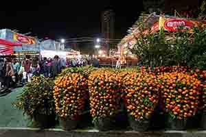 Lunar New Year flowers for sale in Victoria Park, Causeway Bay, 30 January 2019