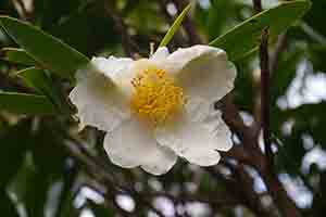 Camelia flower, Tai Tam Country Park, 27 January 2019