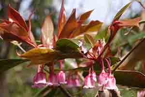 Chinese New Year Flower, Tai Tam Country Park, 27 January 2019