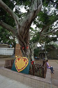 Lei Yue Mun Wishing Tree, 12 July 2019
