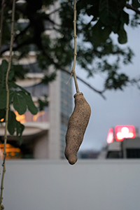 Kigelia Pinnata in fruit, City Hall Memorial Garden, Central, 2 August 2019
