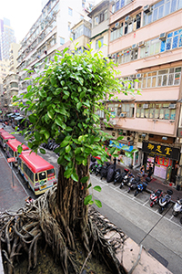 Tree growing on a building, Woosung Street, Kowloon, 20 October 2019