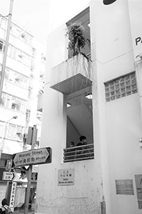 Tree growing on a building, Woosung Street, Kowloon, 20 October 2019