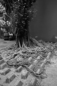 Tree roots, Shek Tong Tsui, Hong Kong Island, 7 November 2019