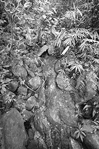 Rocks and plants, Dutch Lane, Hong Kong Island, 23 November 2019