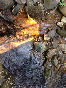 Light on a stream, Pokfulam Country Park, 3 November 2019
