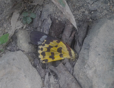 Wing of a butterfly or moth, Pokfulam Country Park, 3 November 2019