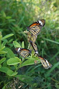 Common Tiger butterflies, near the Pokfulam Reservoir, 1 December 2019