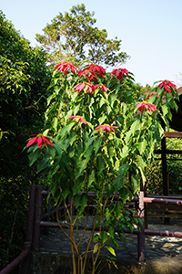 Poinsettia, near the Hong Kong Trail, Aberdeen Country Park, 1 December 2019