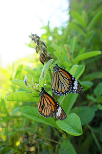 Common Tiger butterflies, near the Pokfulam Reservoir, 1 December 2019