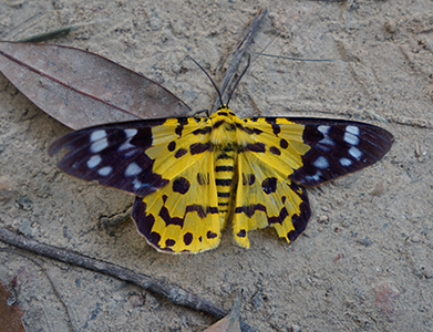 A dead False Tiger Moth, on the Hong Kong Trail, 1 December 2019