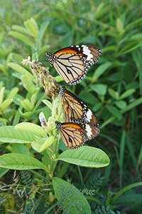 Common Tiger butterflies, near the Pokfulam Reservoir, 1 December 2019