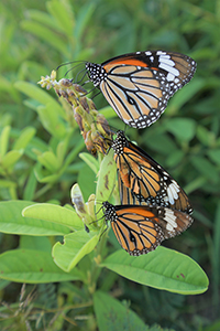 Common Tiger butterflies, near the Pokfulam Reservoir, 1 December 2019