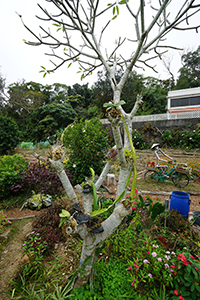 The community garden at Tai Peng, Lamma Island, 15 December 2019