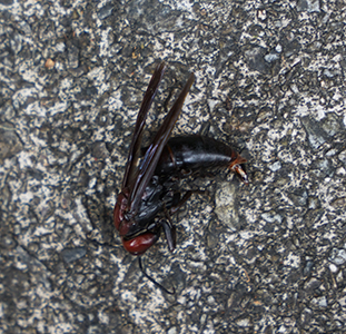 Dead wasp, Lamma Island, 15 December 2019