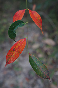 Autumn leaves, Lamma Island, 15 December 2019
