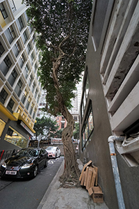 Tree growing in the middle of the pavement, Aberdeen Street, near Caine Road, , 20 December 2019