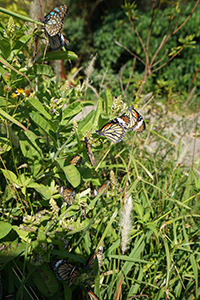 Butterflies gathering near the Pokfulam Reservoir, 1 December 2019