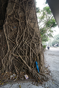 Tree roots on a wall, with an umbrella, Tsim Sha Tsui, Kowloon, 22 December 2019