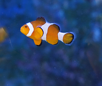 Tropical fish in a tank, K11 Musea, Tsim Sha Tsui, 22 December 2019