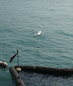 An egret viewed from the Tsim Sha Tsui waterfront, 26 December 2019